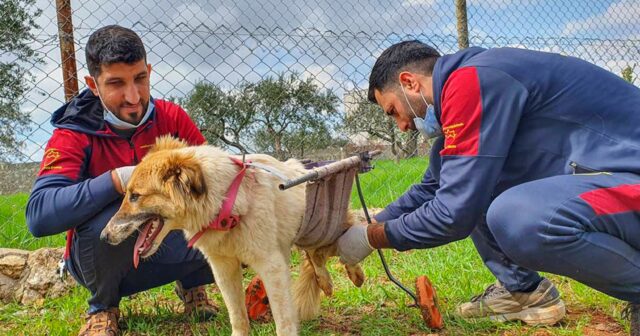 Cane sopravvissuto nel terremoto in Siria ritrova la voglia di vivere