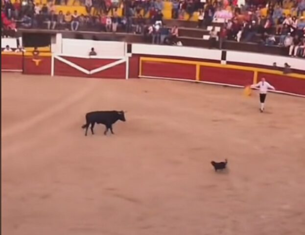 Il cane sorprende tutti diventando un torero e fa impazzire chi guarda la sua esibizione