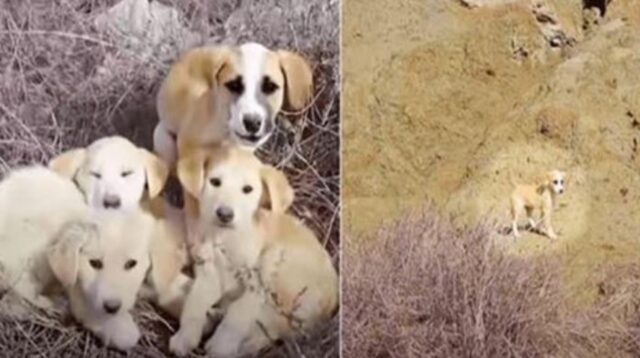 Una donna e suo marito incontrano dei cuccioli abbandonati: tutti sembrano voler essere adottati, tranne uno