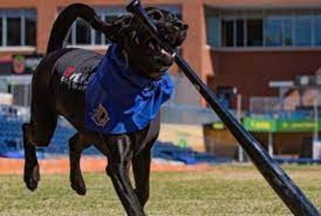 Un mestiere che qualcuno doveva pur fare: questi cani amano raccogliere le mazze da Baseball