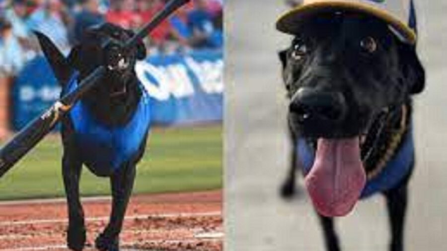 cani sul campo da baseball