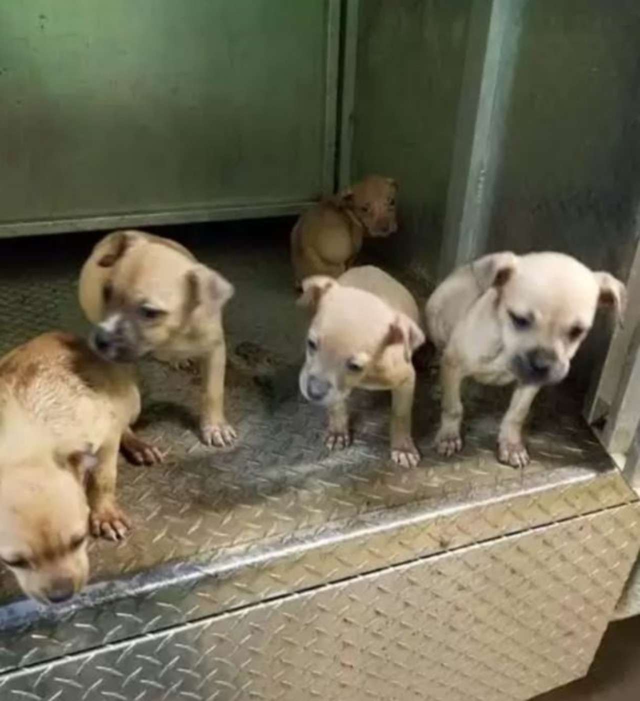 Dei cagnolini molto piccoli