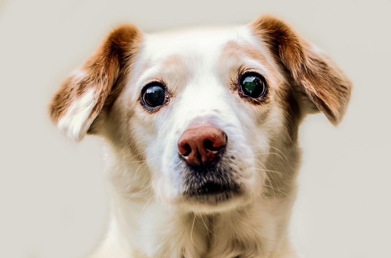 Muso triste e impaurito del cane