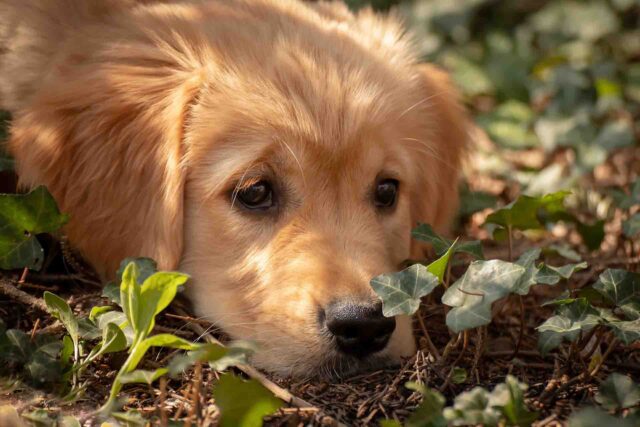 “Era l’amore della mia vita”: la difficile decisione di una donna dopo che il suo cane è stato aggredito