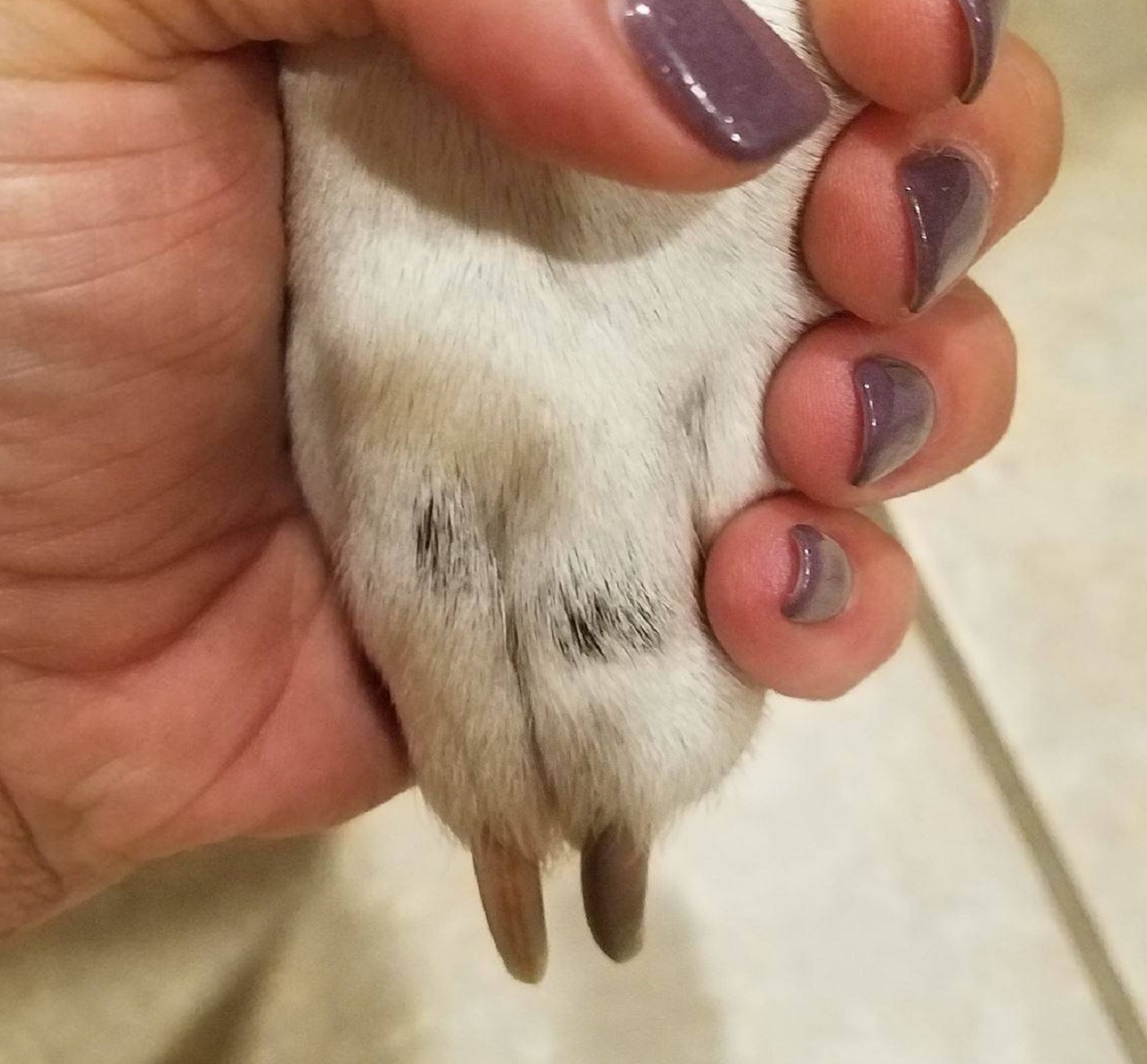 Zampa del cane stretta da una mano