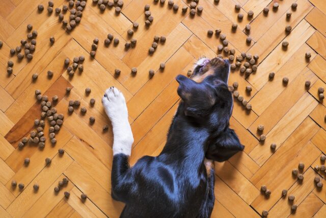 Un gesto vile e crudele: hanno donato cibo avvelenato a un rifugio e nove cani sono volati via