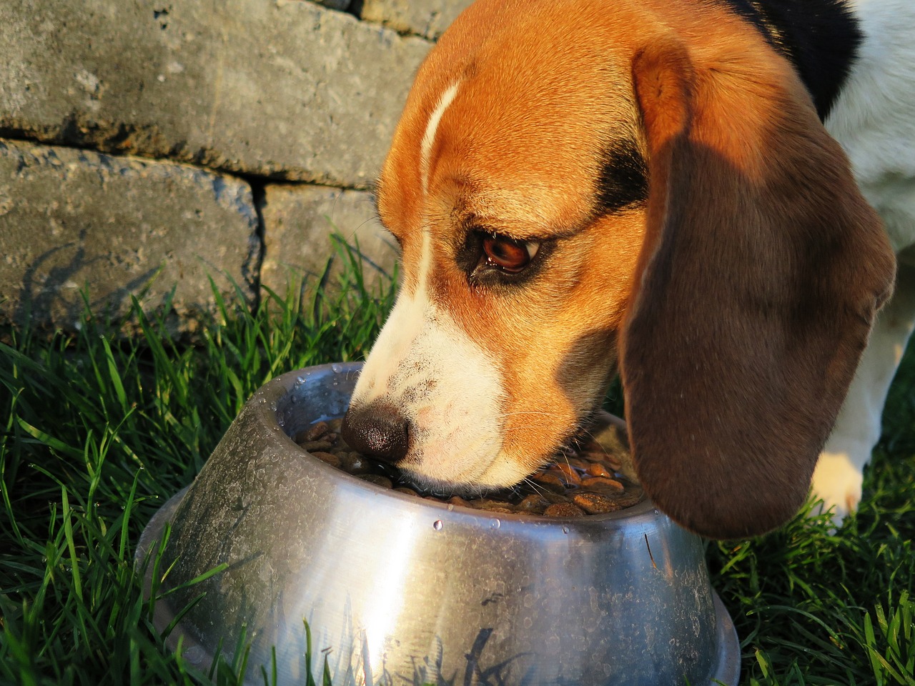 Cane mangia dalla ciotola