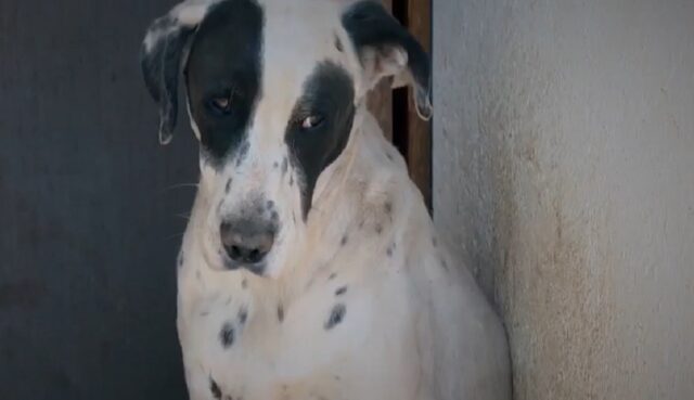 Hanno fatto degli esperimenti su di lui: ora questo cane è gravemente malato e ha bisogno di aiuto