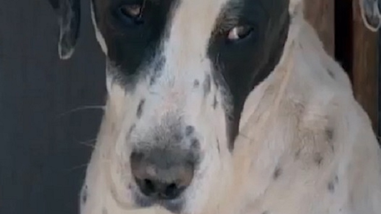 Cane bianco e nero di grossa taglia