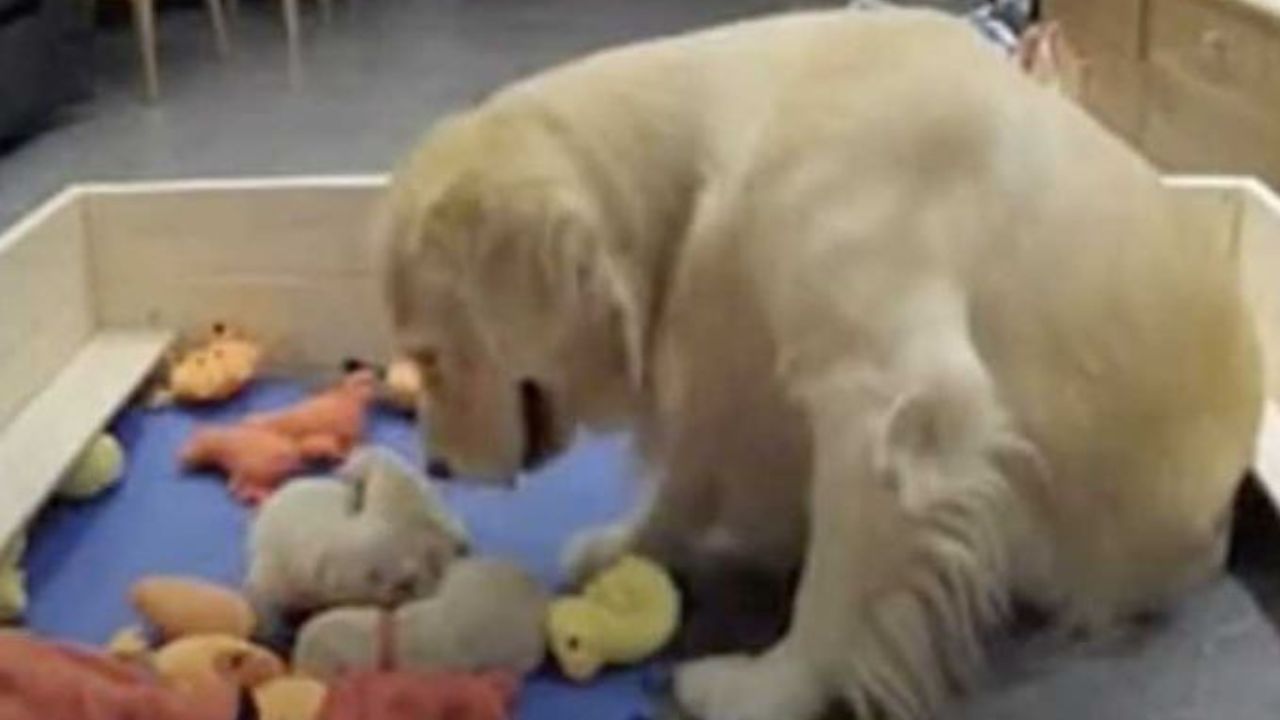 Un Golden Retriever di nome Yami insieme ai suoi cuccioli