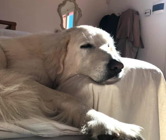 Isola d’Elba senza veterinario di notte: cane muore sul traghetto per Piombino