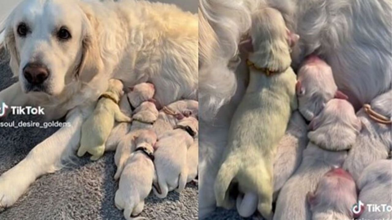 Una mamma cane di nome Malibu con i suoi cuccioli