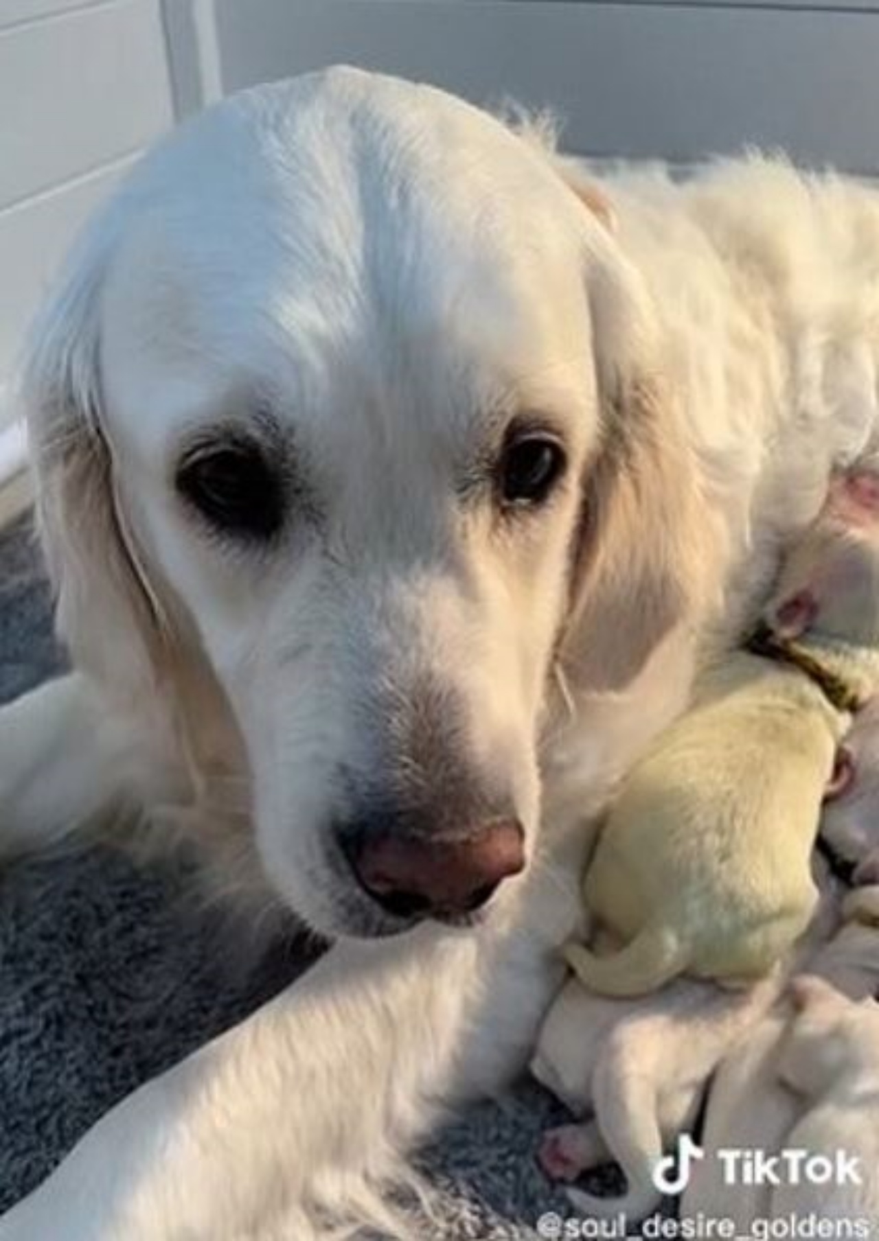 Una cagnolina vicina ad un cucciolo verde