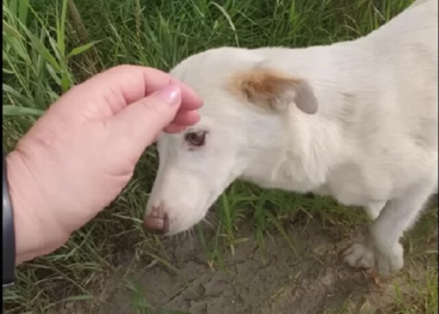 Mamma cane con sole tre zampe cerca cibo per sfamare i suoi cuccioli feriti, anche se è esausta