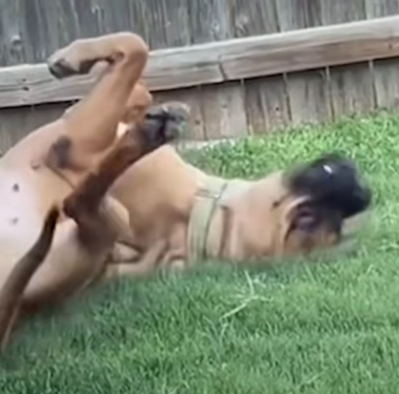 Un cane di razza Mastiff in un giardino