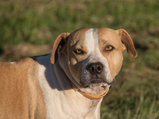 Non gli aveva mai tagliato le unghie: il povero cagnolino ha perso la vita per la negligenza del padrone