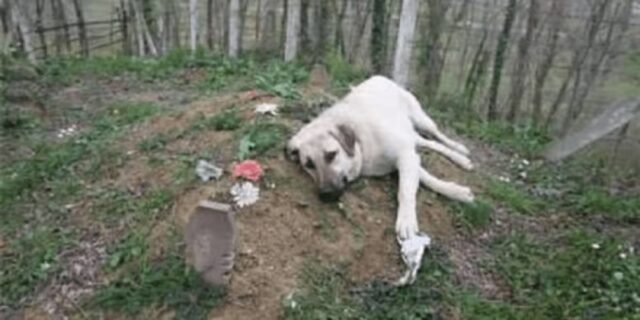 II suo padrone muore e questo cane non smette più di andare a trovarlo, piangendo, al cimitero