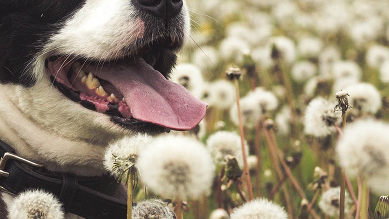 Cane bianco e nero