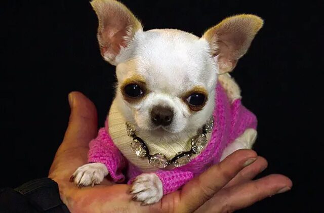 Si chiama Pearl e misura solo 9 centimetri: è la Chihuahua più piccola di sempre