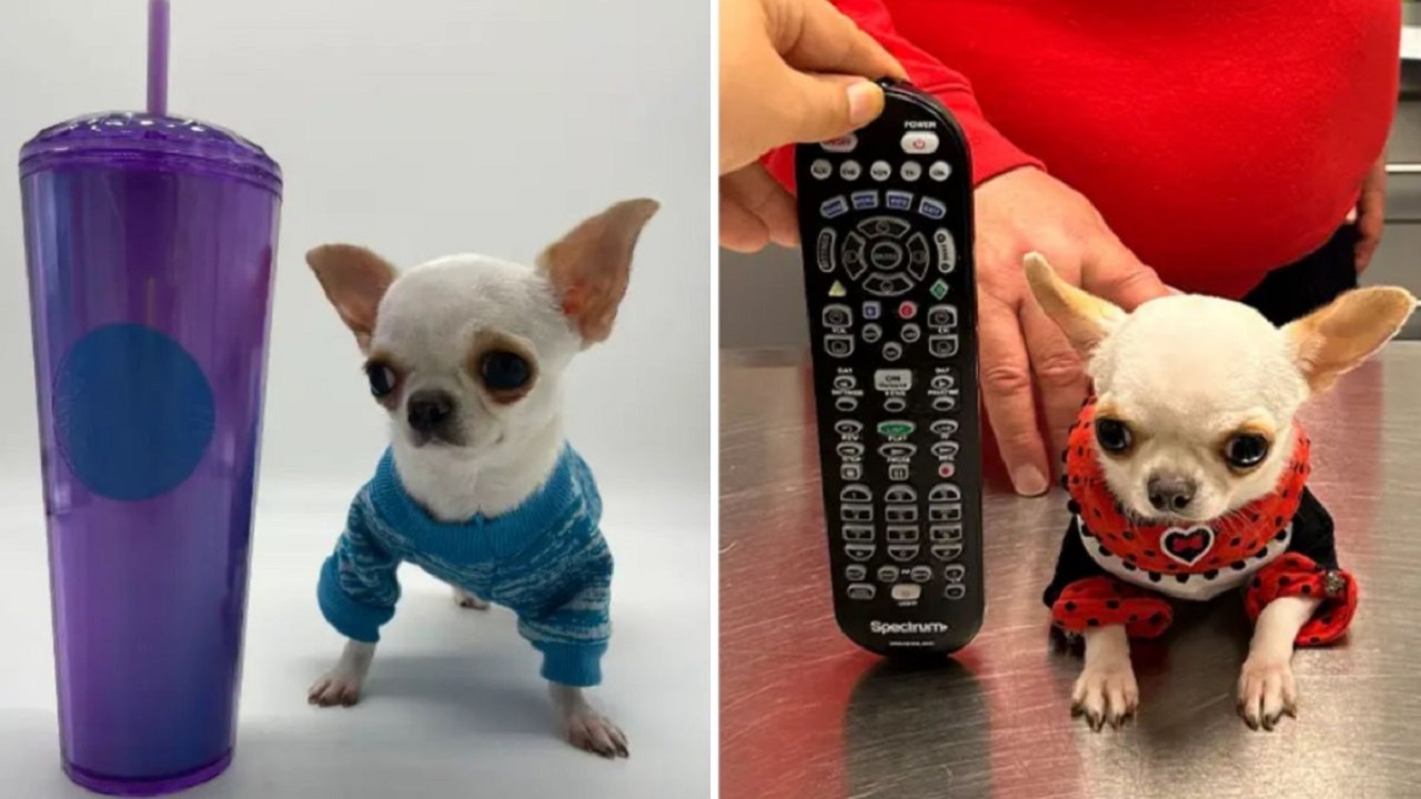 Chihuahua più piccolo del mondo