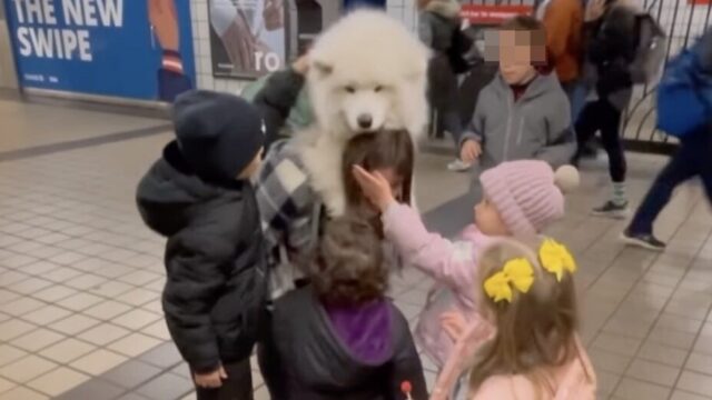 Questa ragazza e il suo Samoiedo stanno facendo sognare tutta New York