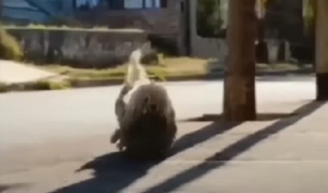 Sporco e puzzolente, questo cane veniva allontanato da tutti e stava soffrendo profondamente