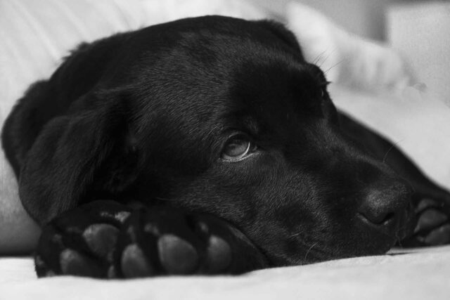 Non bisogna perdere tempo a intervenire: la torsione gastrica del cane può essere individuata così