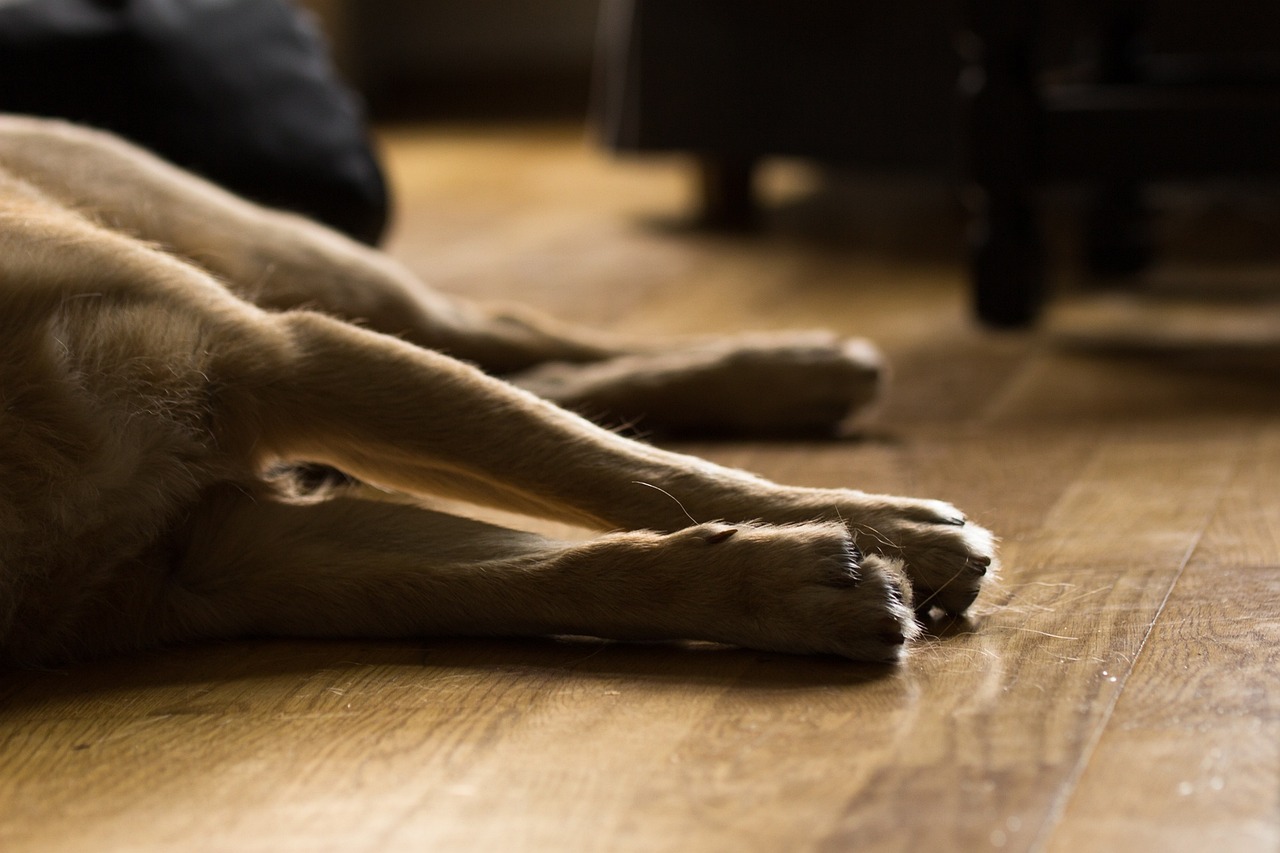 zampe del cane steso a terra