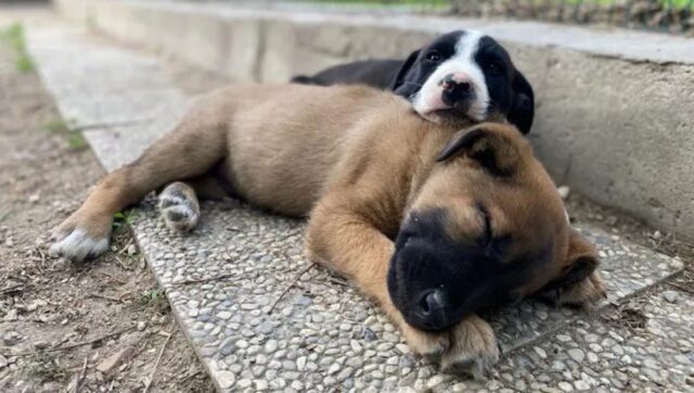 38 cuccioli di cane abbandonati a Ferrara: una cosa mai vista prima