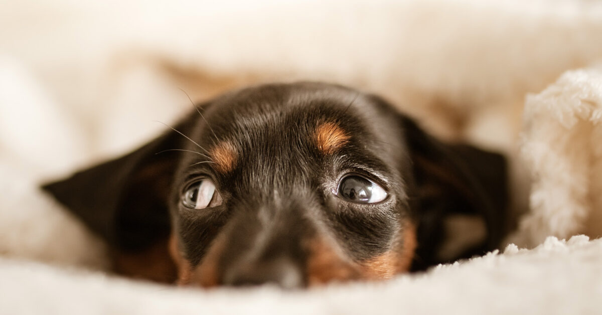 Tutti I Modi Per Calmare Un Cane Molto Agitato In Poco Tempo