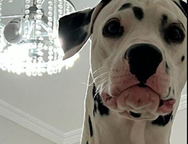 Dalmata chiama il suo papà adottivo e il motivo è davvero da ridere: vediamolo insieme