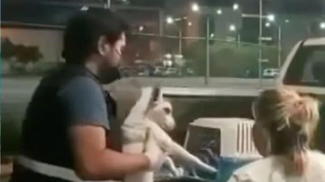 In questo modo hanno salvato un cane che implorava di non essere abbandonato