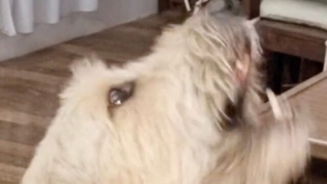 La cantante lirica e il duo con il suo cane: la “canzone” accanto al pianoforte spopola su TikTok