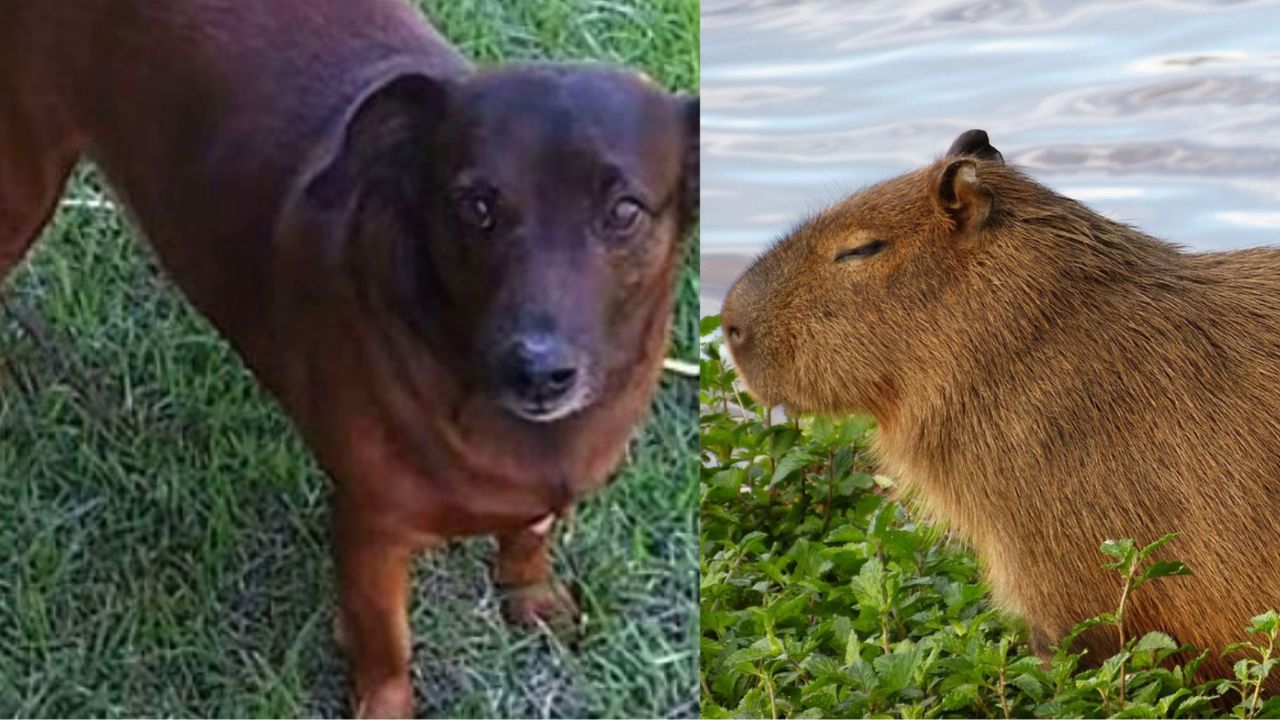 Un cane di nome Claudinho con un Capibara