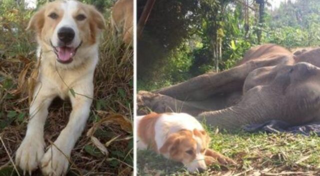 Il cane si rifiuta di lasciare il suo amico elefante, ormai arrivato alle ultime ore di vita