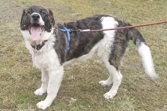 Cane abbandonato da due proprietari trova una famiglia amorevole, la storia di Derek