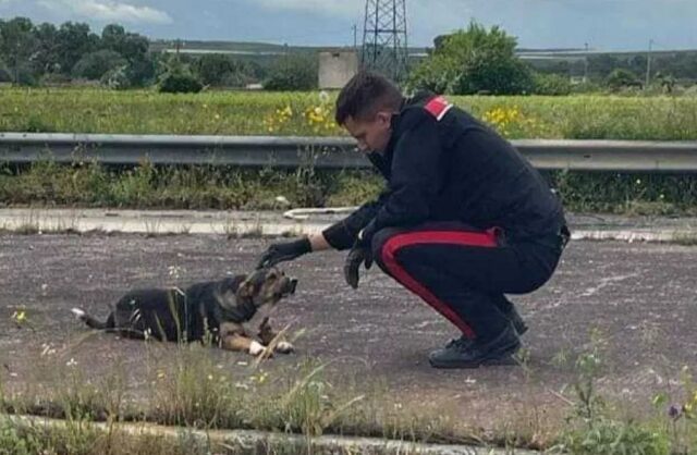 Cane abbandonato nel traffico di Canosa: i Carabinieri salvano la vita a Patrick