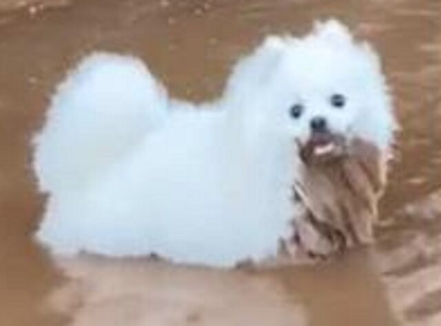 Cane appena uscito dal salone di toelettatura combina un bel guaio