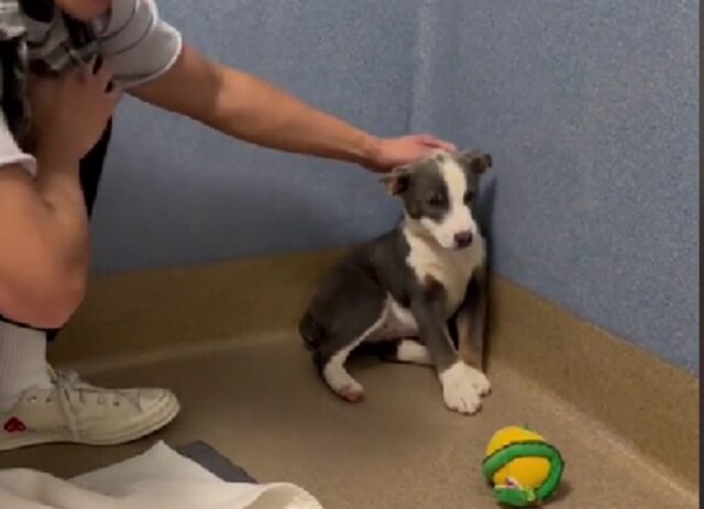 Cane che non si fidava più delle persone oggi vive una nuova vita piena di amore