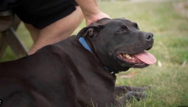 Cane con ansia da separazione va a vivere in carcere: i detenuti si prendono cura di lui