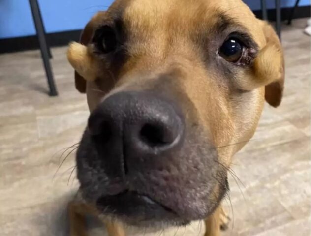 Cane con le borse sotto gli occhi operato prima di trovare una casa per sempre