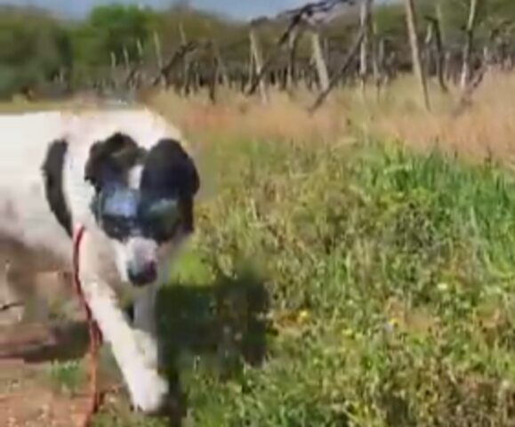 Cane con occhiali speciali per una malattia agli occhi: Balù è l’idolo dei bambini