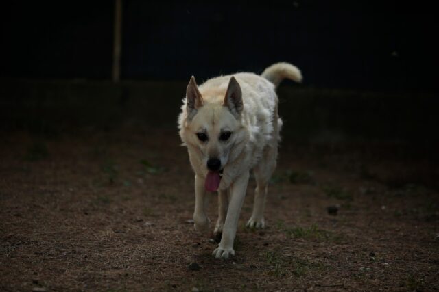 Cane di 18 anni trova una casa per sempre, ma il lieto fine dura poco: Fonzie è volato sul ponte dell’arcobaleno