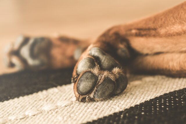 Cane legato perde la vita accanto al corpo del proprietario che ha avuto un malore in casa