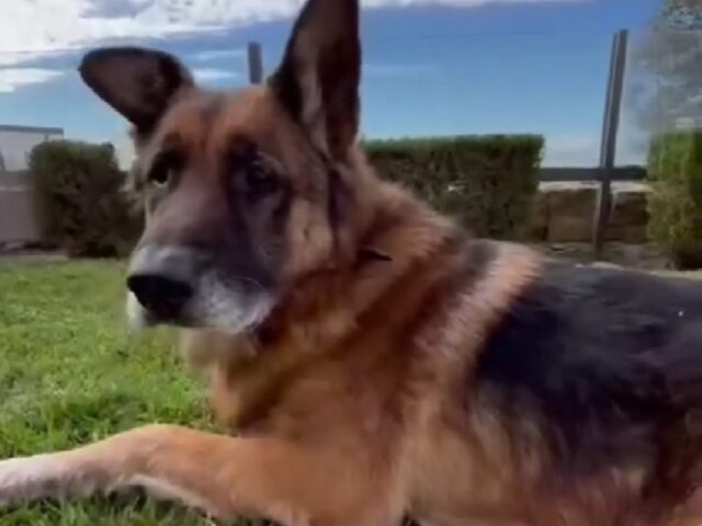 Cane più anziano del rifugio va in gita al mare per un giorno, portandosi il suo gioco preferito