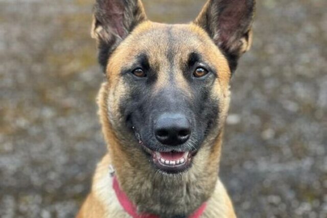 Cane poliziotto al suo primo giro di pattuglia dopo l’abbandono da cucciolo