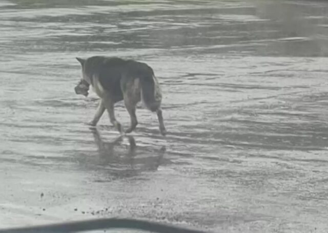 Cane randagio in lutto si rifiuta di lasciar andare il suo peluche preferito