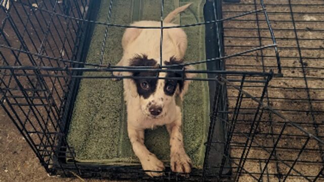 Cocker Spaniel Inglese abbandonato sul ciglio della strada con un bigliettino commovente