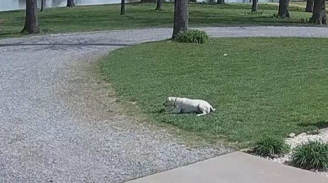 Corriere spruzza qualcosa al cane per allontanarlo: video cattura le immagini