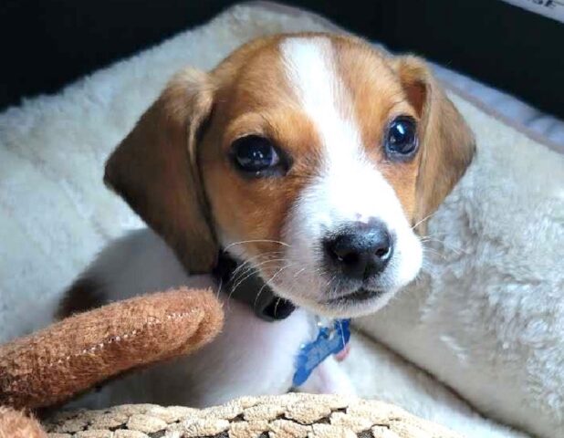 Cucciolo di Beagle salvato prima della soppressione trova una famiglia appena in tempo